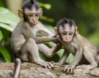 Quebra-cabeça Little monkeys