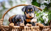 Jigsaw Puzzle Little Rottweilers