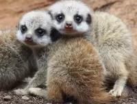 Quebra-cabeça little meerkats