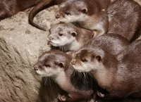 Jigsaw Puzzle little otters