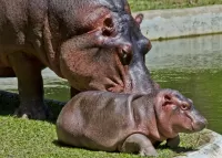 Jigsaw Puzzle Little hippo