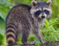 Quebra-cabeça Little raccoon
