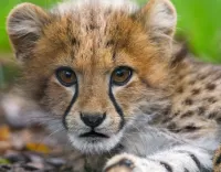 Quebra-cabeça little cheetah