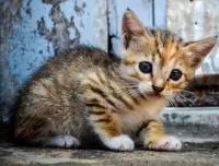 Slagalica Little kitty