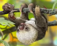 Jigsaw Puzzle Little sloth