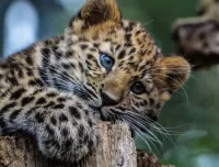 Quebra-cabeça Little leopard
