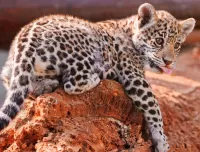 Quebra-cabeça little leopard