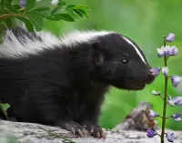 Quebra-cabeça Little skunk