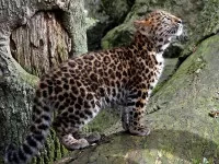 Quebra-cabeça Little leopard