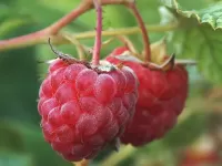 Rompecabezas raspberry