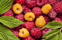 Jigsaw Puzzle Raspberry and leaves