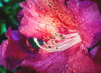 パズル raspberry daylily