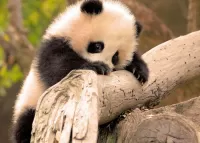 Слагалица Baby panda