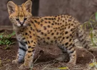 Rätsel Baby Serval