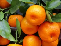 Puzzle Tangerines on a branch