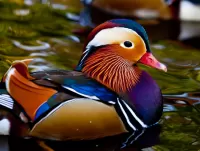 パズル Mandarin duck