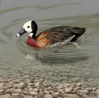 Rompicapo White-faced whistling duck