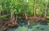 Rätsel Mangroves