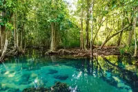 Quebra-cabeça Mangrove forest