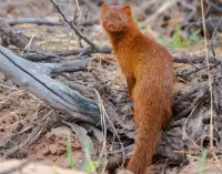 Bulmaca Mongoose