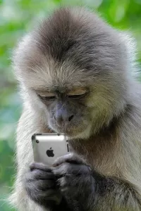 Quebra-cabeça Monkey and iPhone