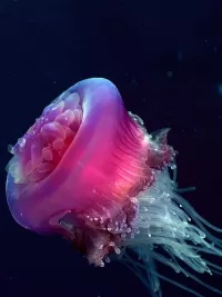 Bulmaca Meduza
