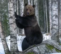 Пазл Медведь 