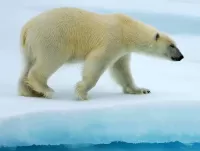 Bulmaca Bear on an ice floe