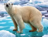 Puzzle Bear on the ice