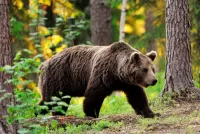 Пазл Медведь в лесу