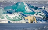 Пазл Медведь во льдах