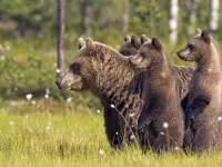 Quebra-cabeça Bears
