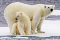 Слагалица Bears on the ice