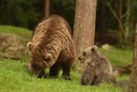 Quebra-cabeça Bears at the edge