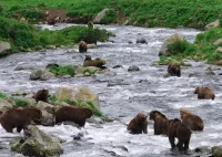 Пазл Медведи на реке