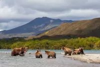 Slagalica Bears fishing