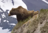 Quebra-cabeça Bears in the mountains