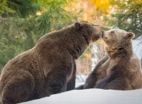 Quebra-cabeça Bears in the woods