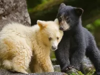 Bulmaca Teddy bears