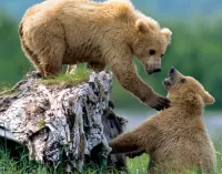 Слагалица bear cubs