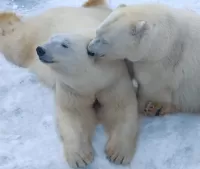 Puzzle Bear's kiss