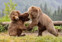 Rompecabezas Bear battle