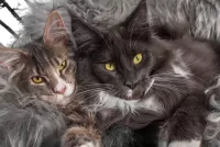 Jigsaw Puzzle Maine Coons