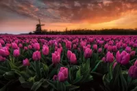 Jigsaw Puzzle Mill and tulips