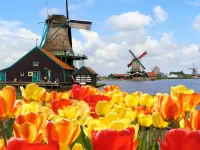 Jigsaw Puzzle Mills and tulips