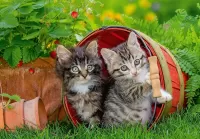 Quebra-cabeça Cute kittens