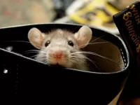 Пазл Мышь в кошельке