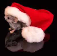 Puzzle Mouse in the hat