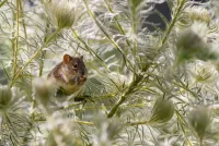 Zagadka Mouse in the grass