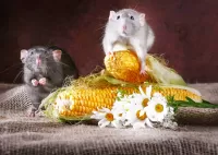 Jigsaw Puzzle Mouse and corn